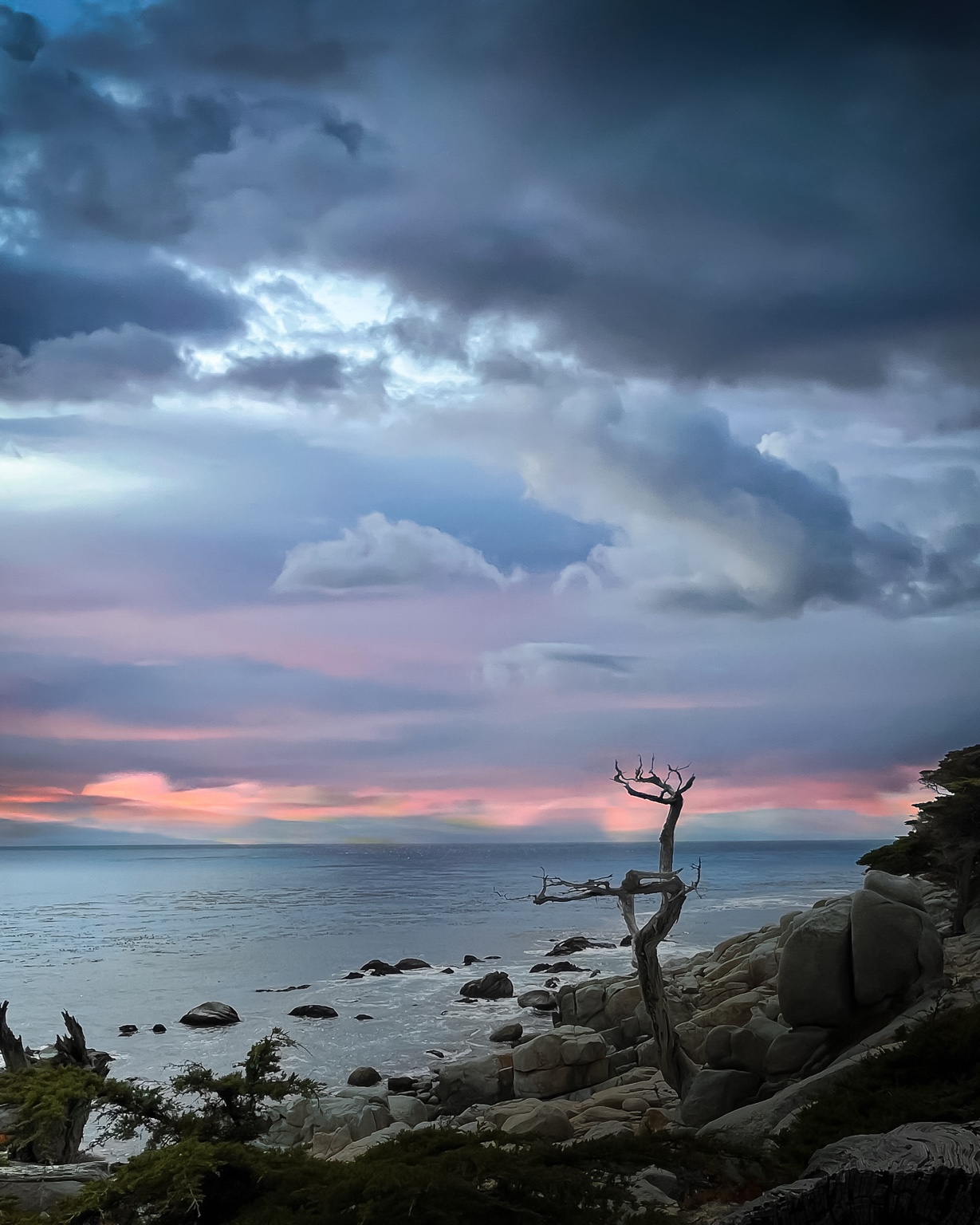 Ghost tree under dramatic coastal clouds